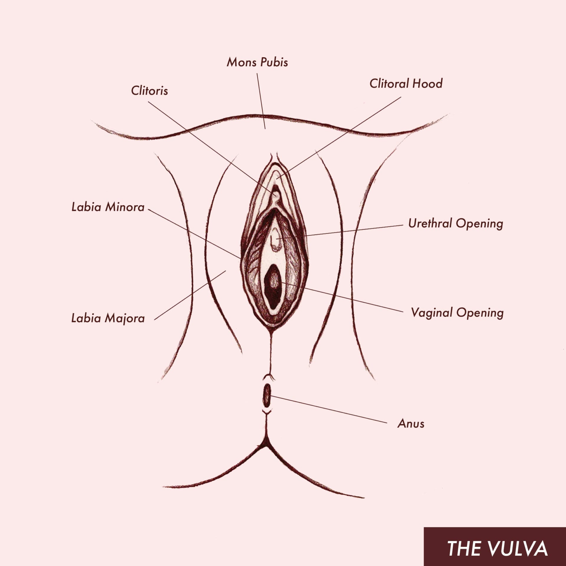 Understanding the various parts of the Vulva