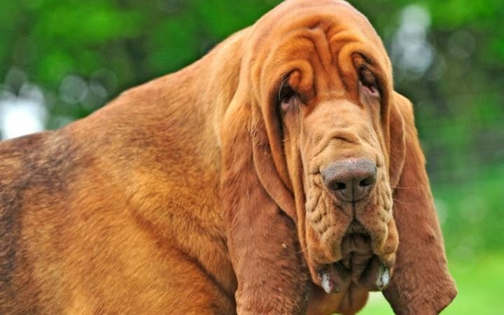 Bloodhound