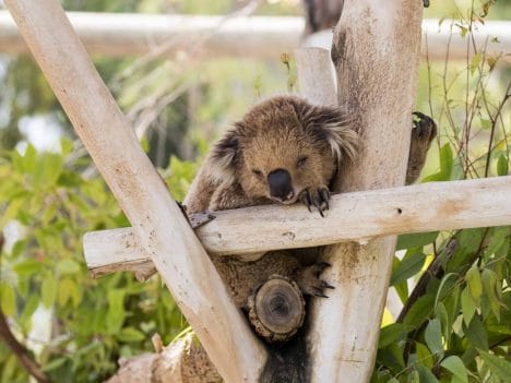 Koala sleeps on felled trees